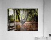 First Landing State Park Tree  Acrylic Print