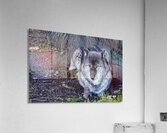 Gray Wolf resting beneath a tree Acrylic Print
