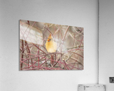 Female Cardinal On Pussy Willow  Acrylic Print