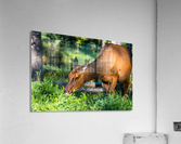 Baby Elk Acrylic Print