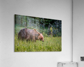 Stalking Grizzly Acrylic Print
