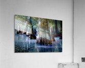 State Park Cypress Trees at Sunrise Acrylic Print