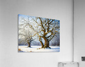 The Mighty Oak Acrylic Print