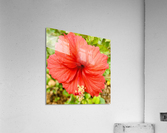 Raindrops Acrylic Print