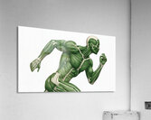 Greenback Velocity — Runner Muscular Anatomy Acrylic Print