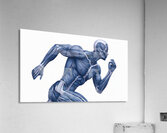 Cobalt Sprint — Muscular Anatomy in Motion Acrylic Print