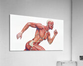Power in Motion — Female Runner Muscular Anatomy Acrylic Print