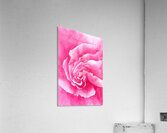 Pink Rose close up watercolor painting  Acrylic Print