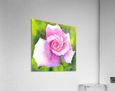 New Years Rose watercolor painting  Acrylic Print