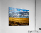 Golden fields Hi Res   Acrylic Print