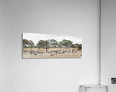 Wildebeest & Warthogs  Acrylic Print