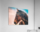 Artistic Horse Hi Res   A3 Acrylic Print