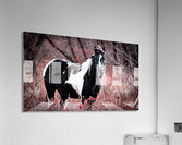 Red Beauty Hi Res   A3 Acrylic Print