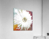 Abstract Daisy Close Up Acrylic Print