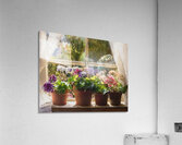 Geraniums Keep the Outside In Acrylic Print