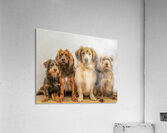Four Fast Friends Acrylic Print