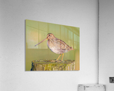 Wilsons Snipe on Post Acrylic Print