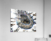 Monochrome Smeared Sunflower Head  Acrylic Print