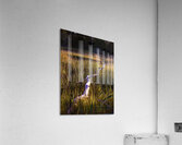 Illumination Marsh Tree at Sunset Acrylic Print