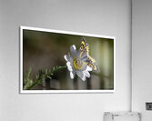 Daisy Supper Acrylic Print