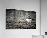 Born Confidence Acrylic Print