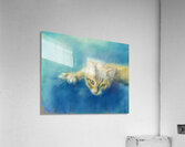 Cute little tabby cat Acrylic Print