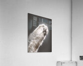 Blue Angels in Barrel Roll Formation Acrylic Print