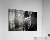 Virginia Beach Mysterious Cypress Swamp Acrylic Print