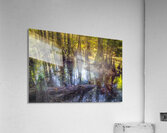 Morning in the Cypress Forest Acrylic Print