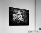 Ghost Fronds B W Acrylic Print