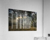 Twisted Live Oak Tree Forest Sunbeams Acrylic Print