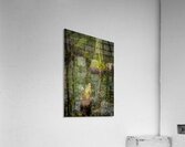 Cypress Tree Swamp Knees Acrylic Print