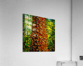 Monarchs Glad to be Home Acrylic Print