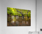 Dawn Forest Swamp Reflection Acrylic Print