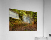 Gnarly Forest Trees Acrylic Print