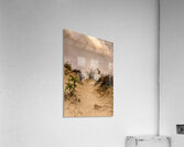 Sandy Path Through the Dunes Acrylic Print