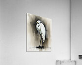 Snowy White Egret Nov 1 2025 at 9 23 22 PM Acrylic Print