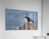 BETWEEN SEA SKY Acrylic Print