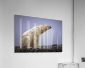 THE TASTE OF COLD AIR Acrylic Print