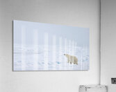 EMPRESS OF THE ARCTIC 8 Acrylic Print