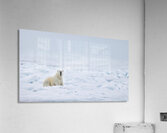 EMPRESS OF THE ARCTIC 7 Acrylic Print