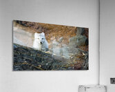 THE QUIET HUNT Acrylic Print