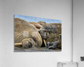 WHAT ARE YOU LOOKING AT Acrylic Print