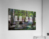 Serene Swamp Landscape with Cypress Trees Acrylic Print