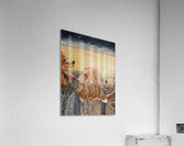 IMG 4323 Big nose bear cubs and a farmer Acrylic Print