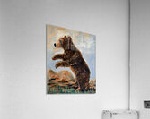 IMG 4326 grizzly cub looking for mama Acrylic Print