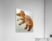 IMG 0133 grizzly cub on ice pond Acrylic Print