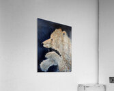 IMG 4360  Young polar bear Acrylic Print