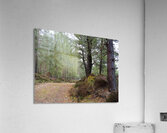 Peaceful Autumnal Forest Trail                                                                                                                      Acrylic Print
