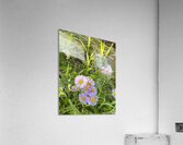 IMG 1924 wild flowers in the mountains Acrylic Print
